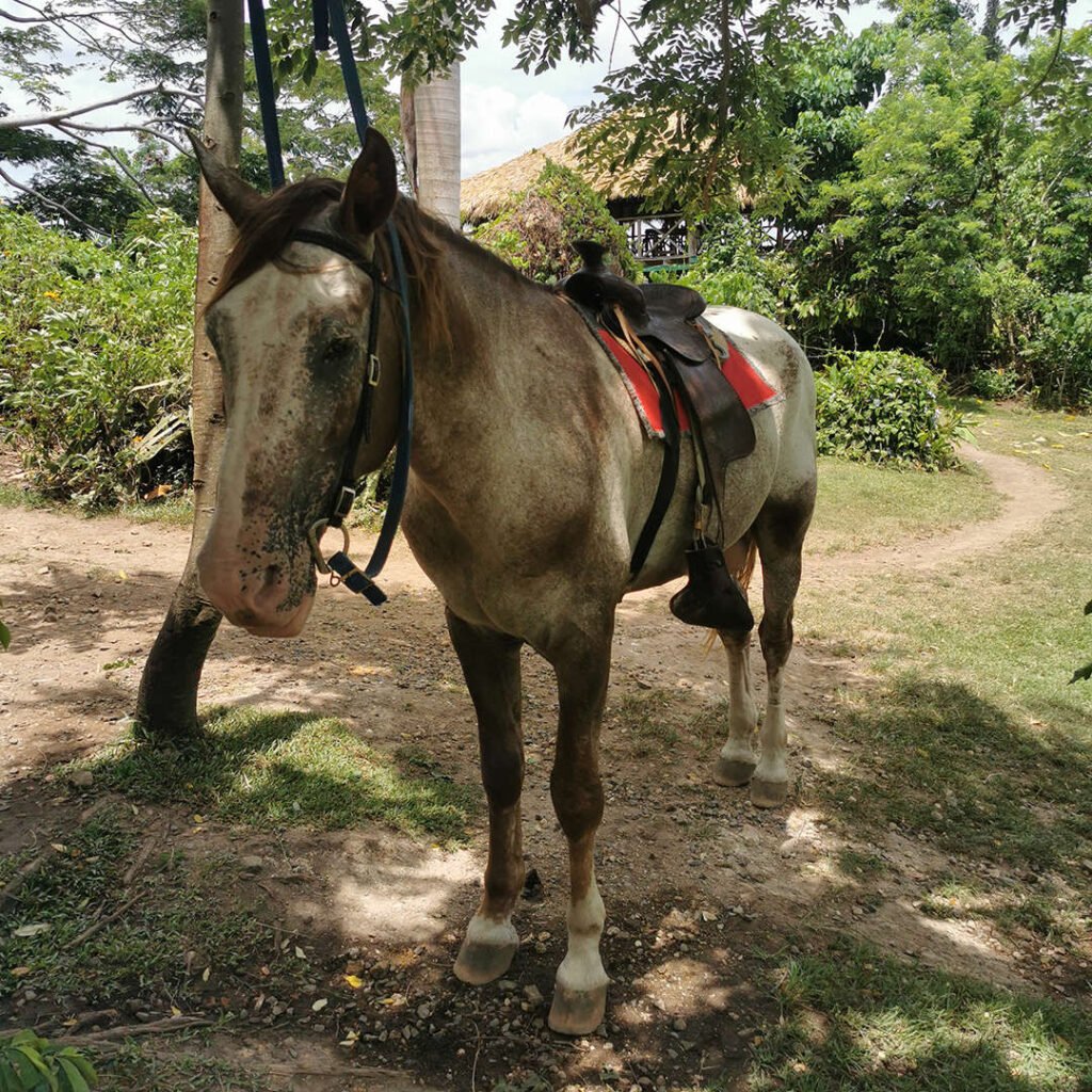 La Romana Private Excursions